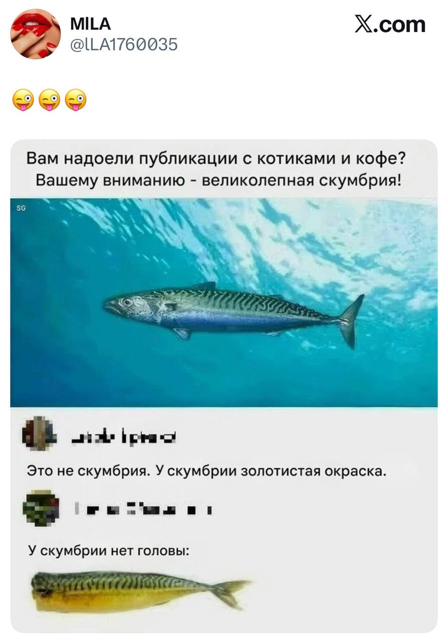 У скумбрии нет головы