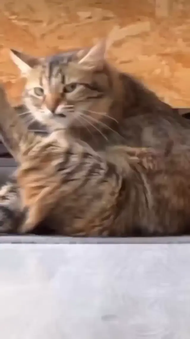 Кот завис во время умывания