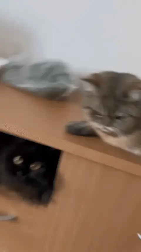 Кот бьет другого кота лапой