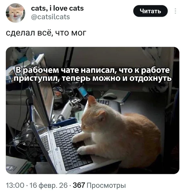 Кот сидит перед ноутбуком, имитируя работу за компьютером. — рыжий кот