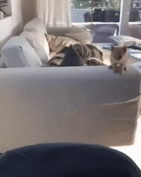 Котенок прыгает с дивана и падает