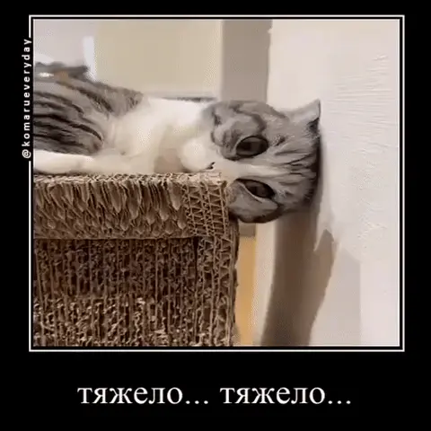 Кот лежит на когтеточке, свесив голову на стену, и смотрит уставшим взглядом — Серо-белый кот