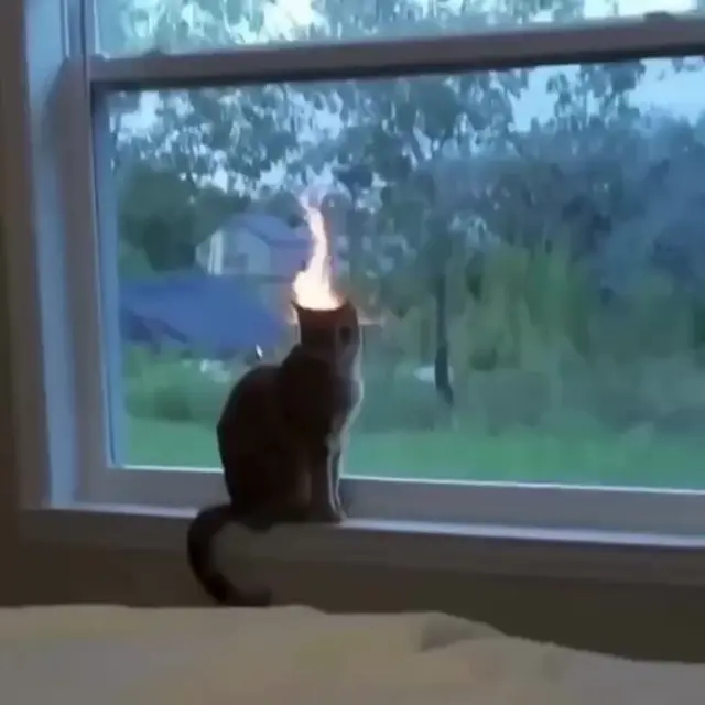 Кот с горящей головой