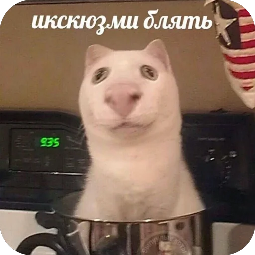 Икскюзми блять