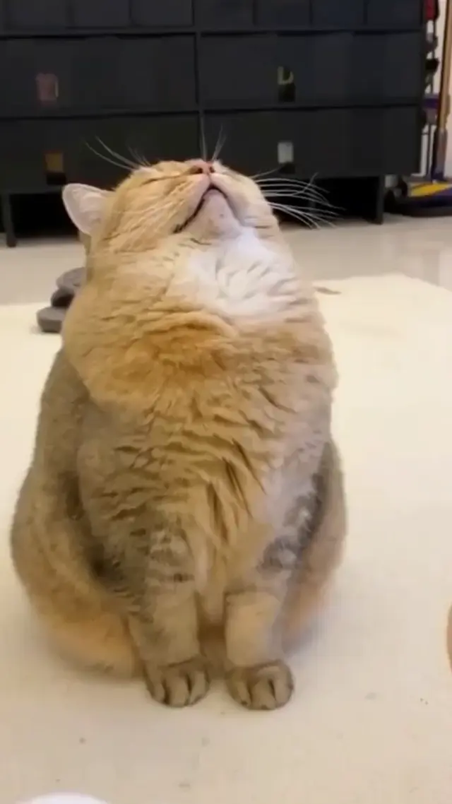 Храпящий толстый кот