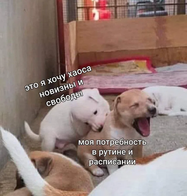 Белый щенок кусает за ухо рыжего щенка, который широко зевает или кричит — белый щенок, рыжий щенок