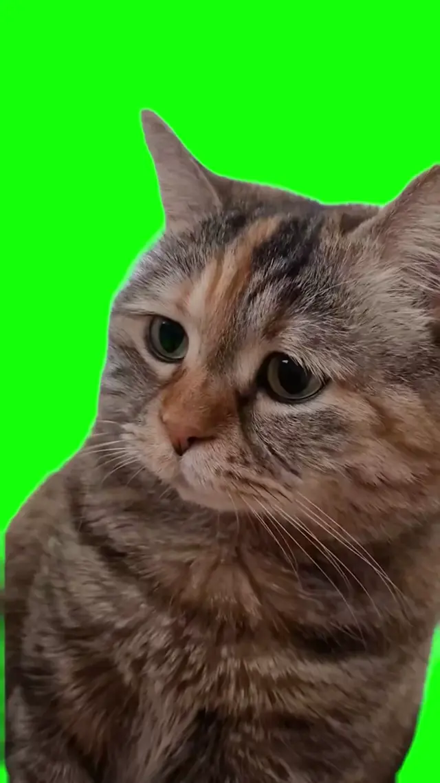 Грустный кот на хромакее