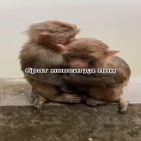 Две обезьяны сидят на бетонном бордюре и крепко обнимают друг друга, слегка покачиваясь