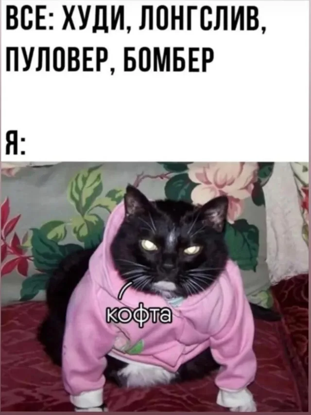 Кот неподвижно сидит в одежде, глядя в объектив. — черный кот в розовой кофте