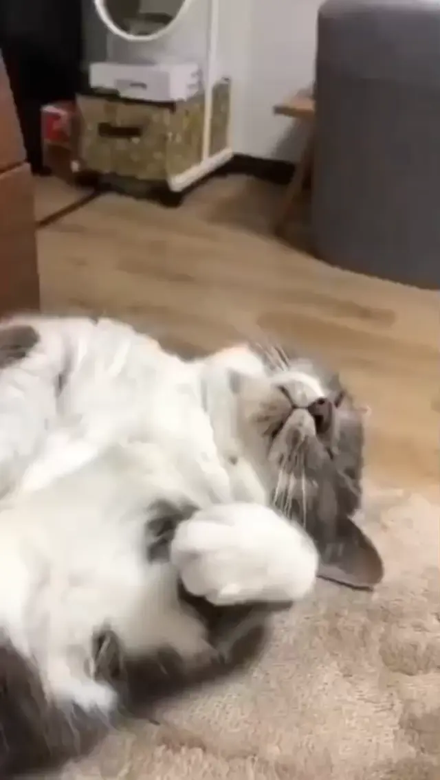 Кот чихает и пугается