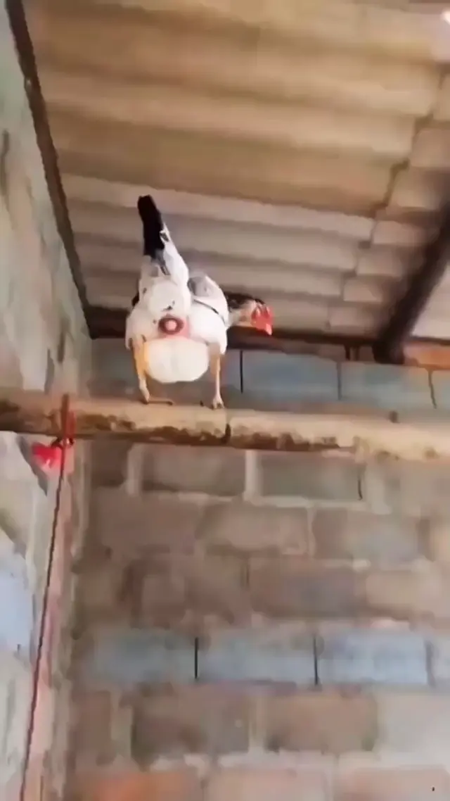 Курица рожает яйцо в полете