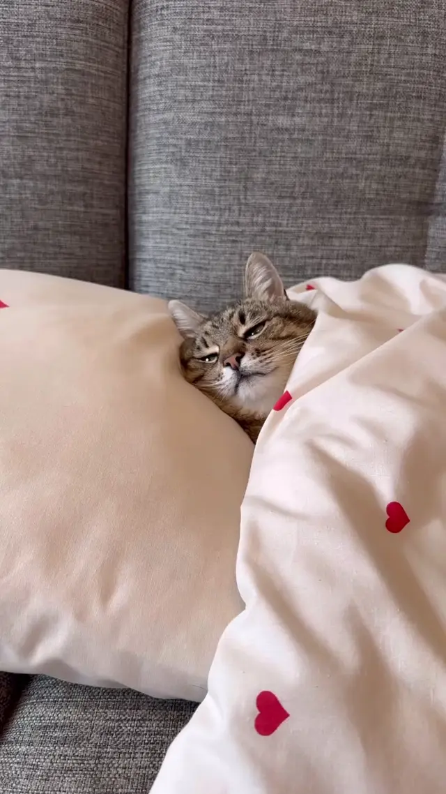 Кот Степан лежит под одеялом