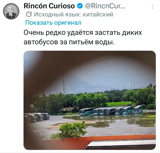 Дикие автобусы на водопое