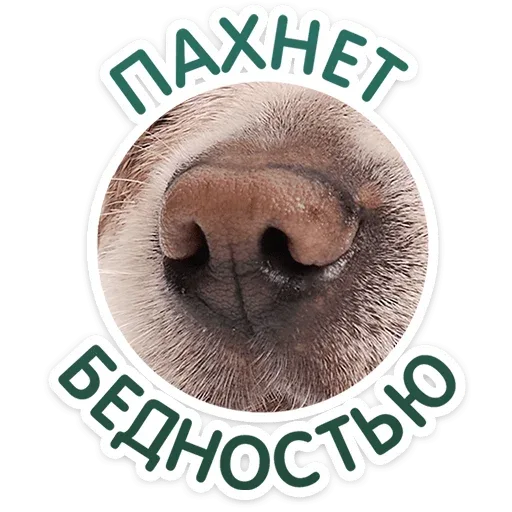 Статичное изображение, стикер. — собака