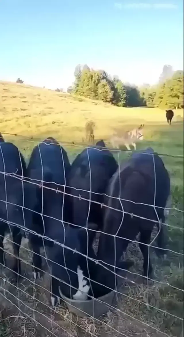 Целеустремленный ослик