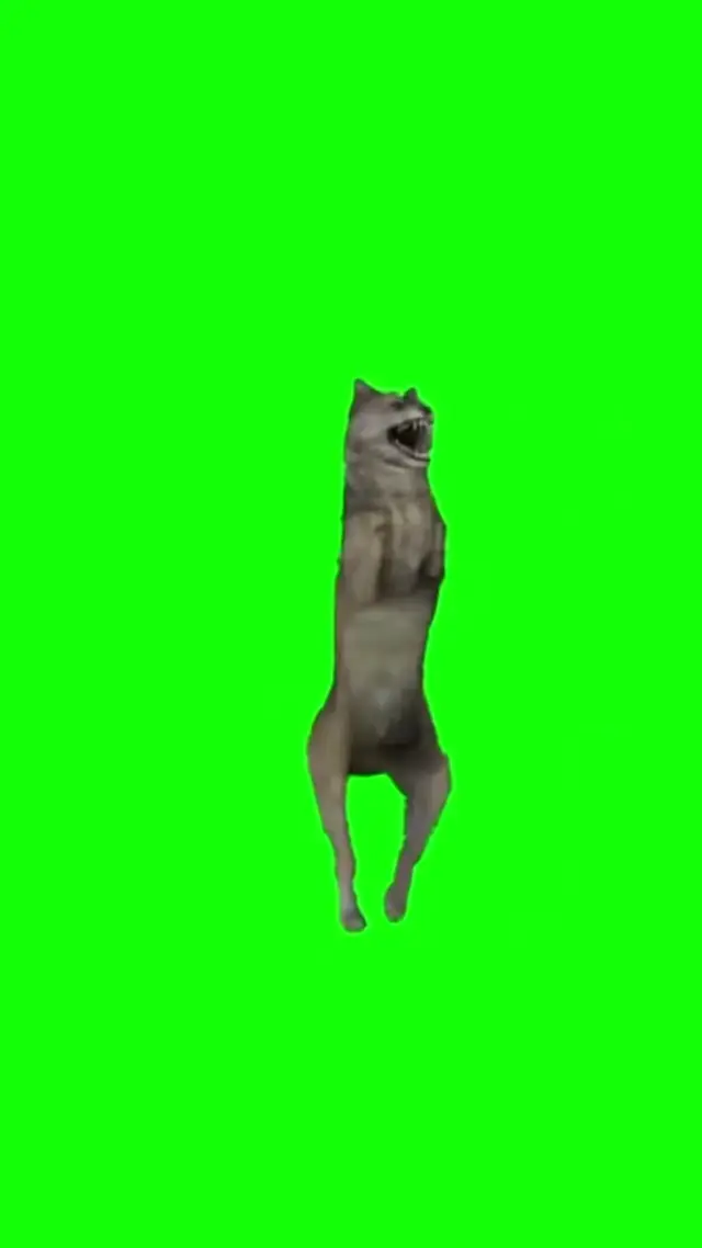Танцующий серый кот Komm Tanzen хромакей