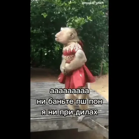 Обезьяна в платье кричит, хватает себя за голову и бьётся в истерике