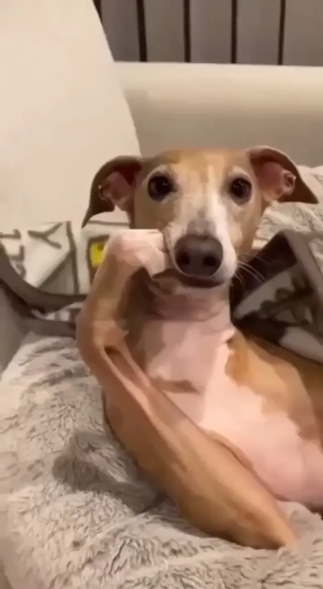 Собака ждет