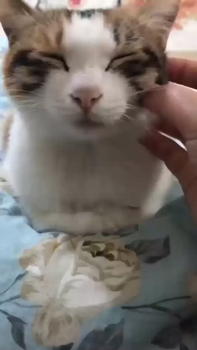 Кот засыпает от поглаживаний