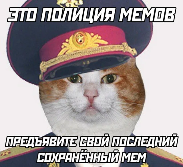 Статичное изображение, имитирующее официальное обращение представителя власти. — кот в полицейской форме