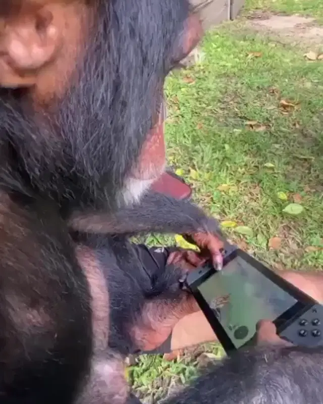 Обезьяна играет в Nintendo Switch