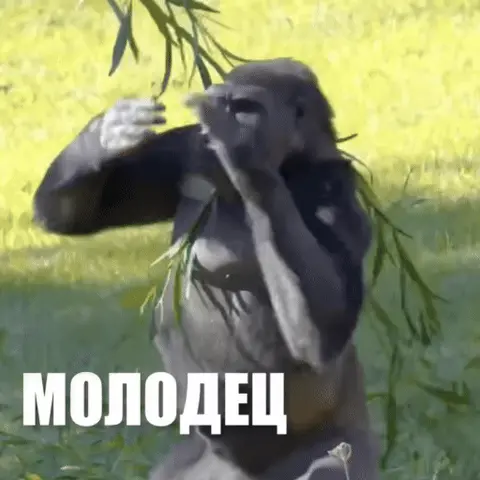 Горилла хлопает в ладоши и надпись МОЛОДЕЦ