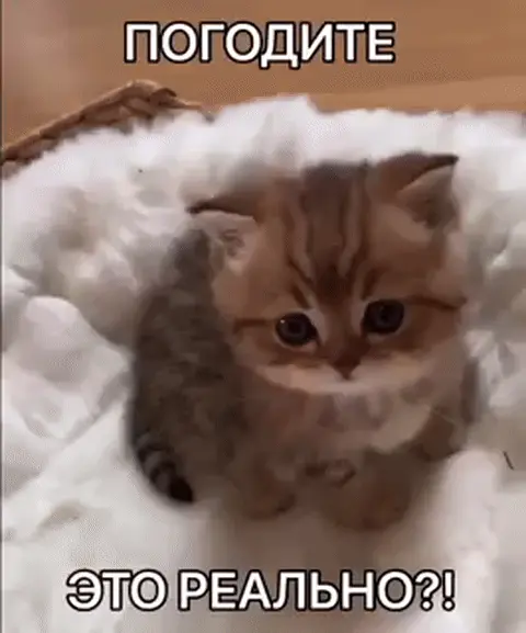 Погодите, это реально?!