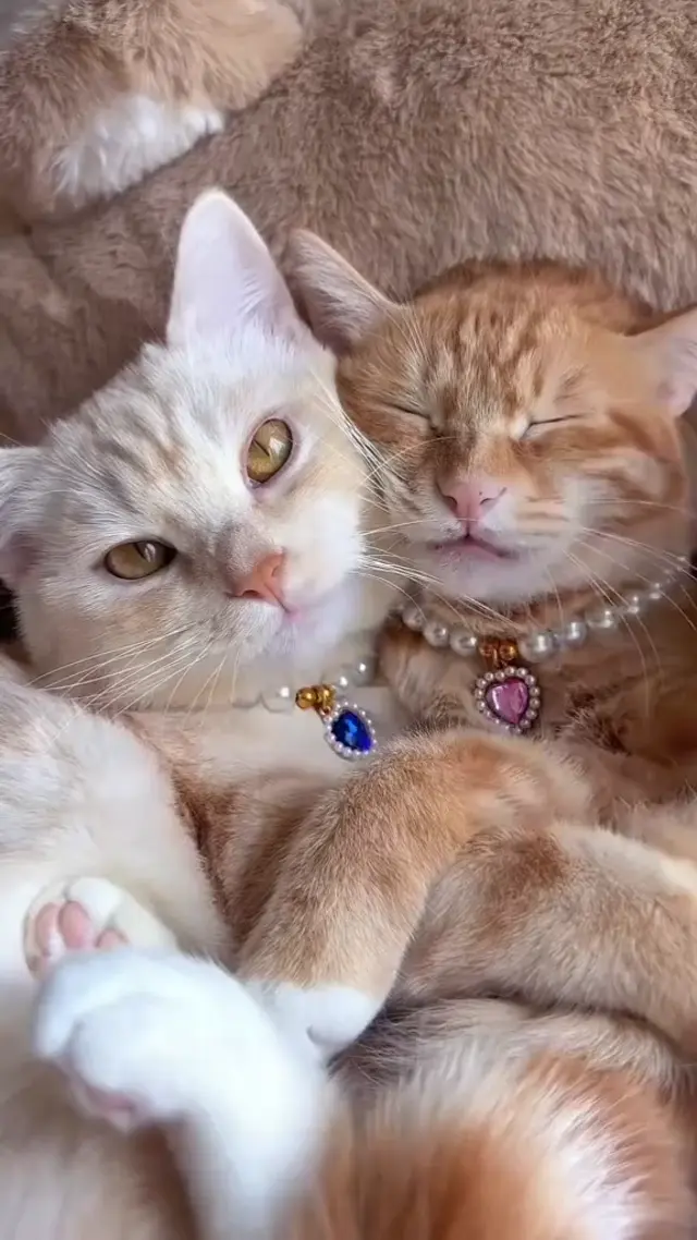 Мяукающие котята в ожерельях