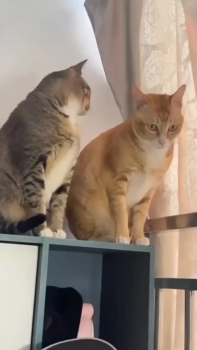 Кот трогает другого кота за плечо