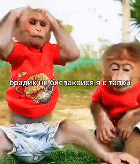 Брадик ни биспакоися я с тапои