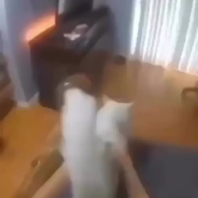 Белый кот танцует под музыку