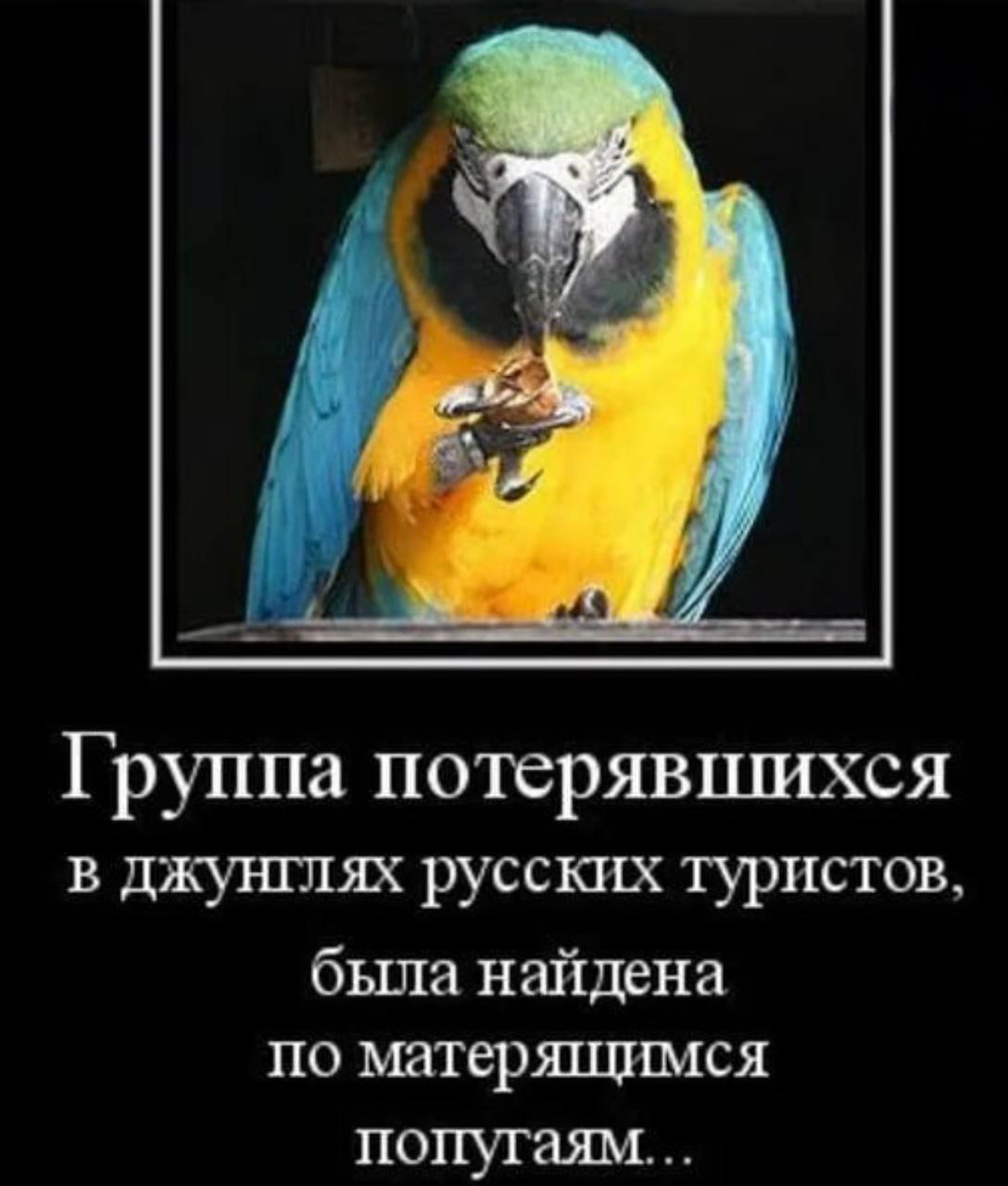 Русские туристы и матерящиеся попугаи