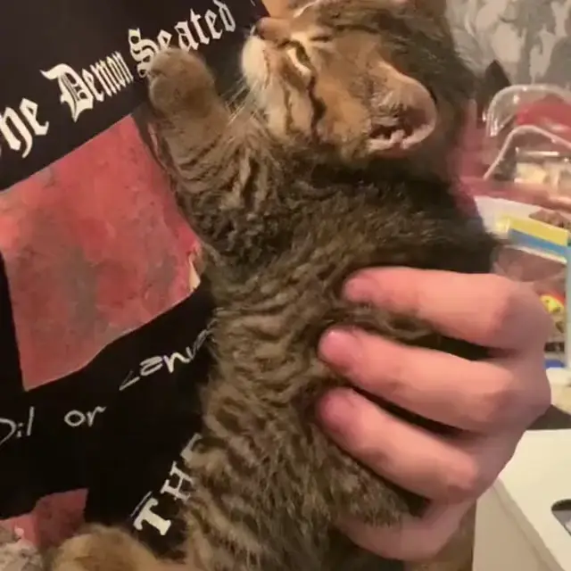Маленький котенок танцует под музыку