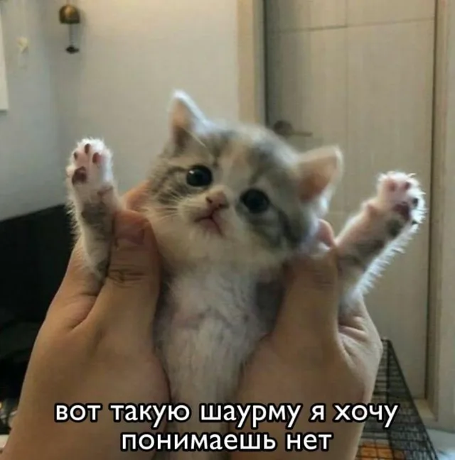 Вот такую шаурму я хочу