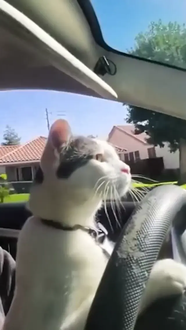 Когда у кота права круче твоих
