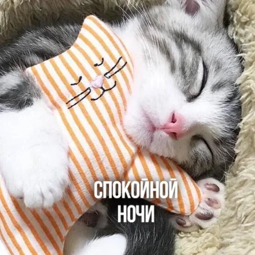 Статичное изображение спящего котенка — котенок