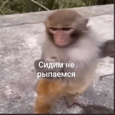 Сидим не рыпаемся