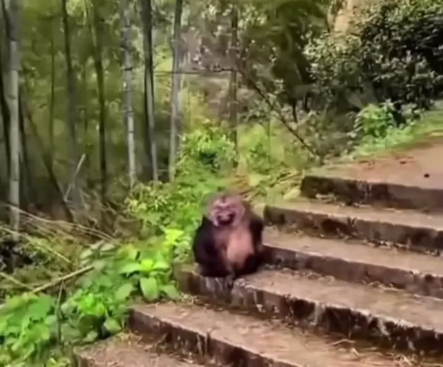 обезъяна улыбается