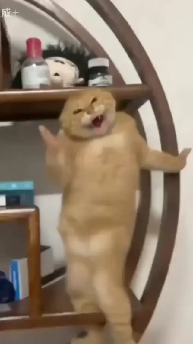 Танцующий рыжий кот на полке