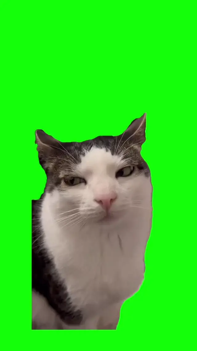 Осуждающий кот под звук Vine Boom