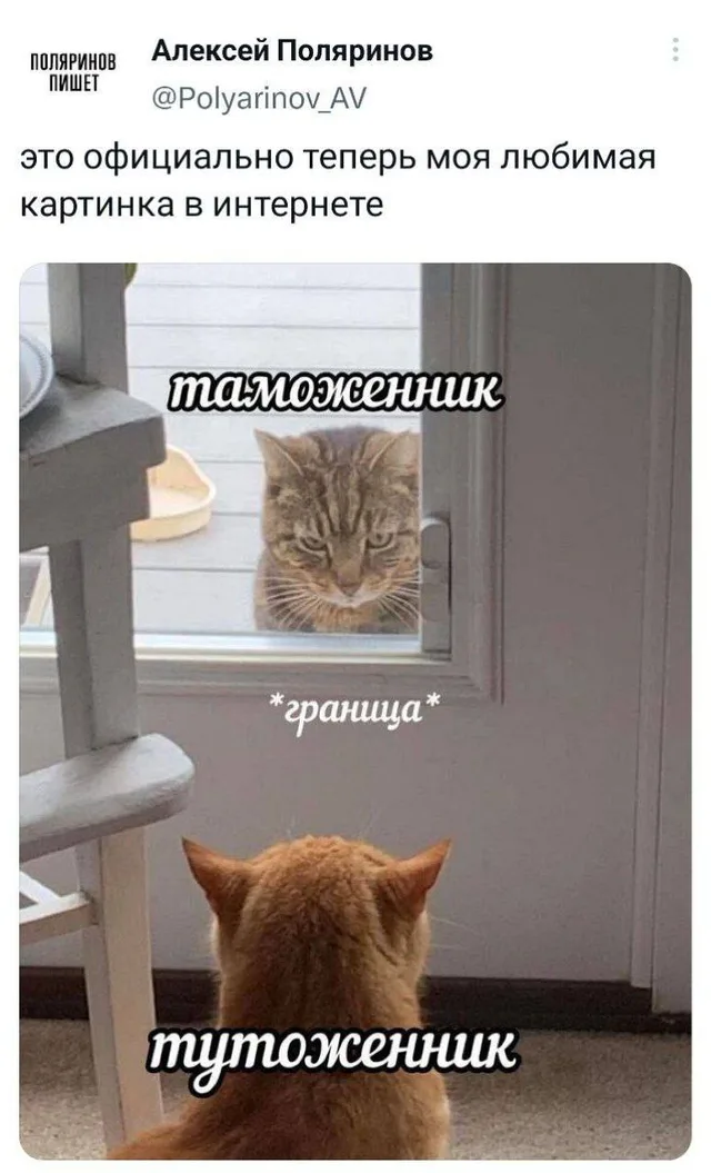 Один кот смотрит в окно с выражением недовольства, другой кот смотрит на него со спины, словно охраняя границу. — кот в окне, кот внутри