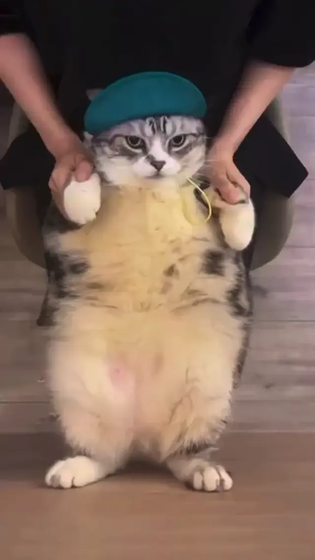 Танцующий кот в кепке