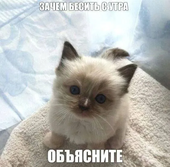 Зачем бесить с утра, объясните
