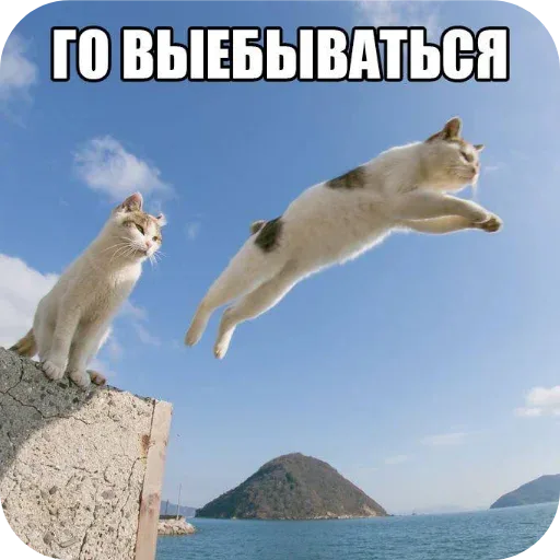 Один кот совершает прыжок с возвышенности, второй наблюдает за ним. — кот на стене, прыгающий кот