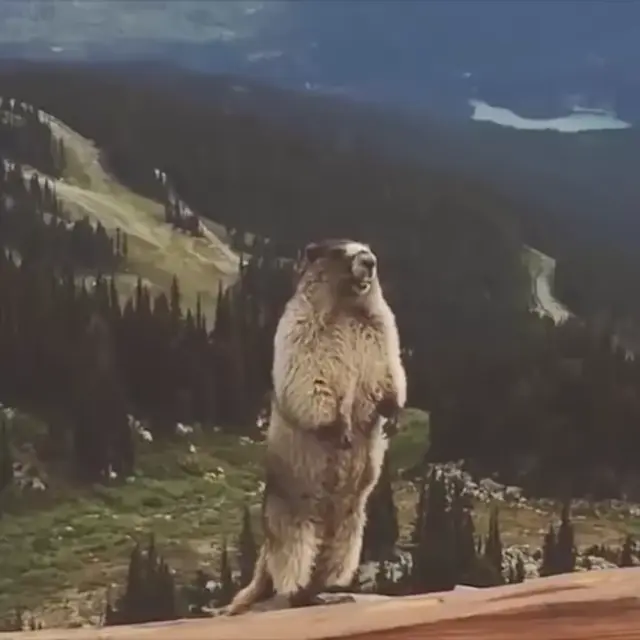 Кричащий сурок в горах