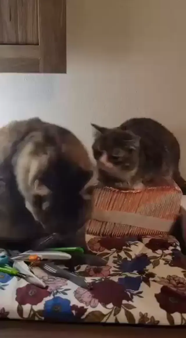 Кот даёт леща и успокаивает