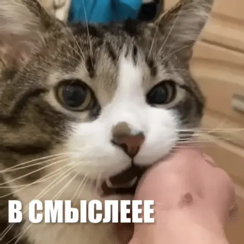 Кот в шоке с надписью В СМЫСЛЕЕЕ