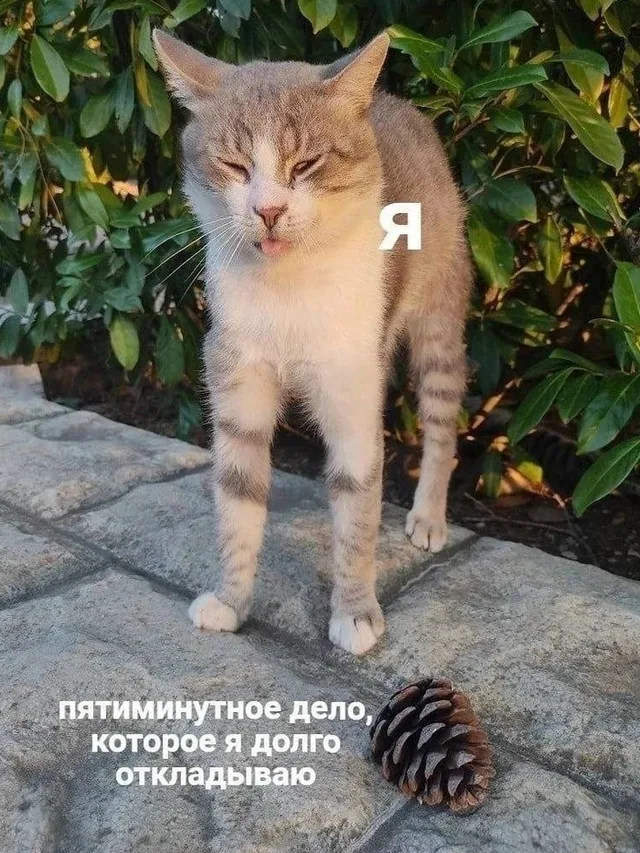 Кот стоит неподвижно, глядя на шишку, которая лежит на земле перед ним. — кот
