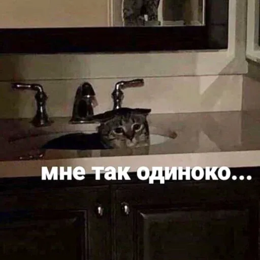 Кот неподвижно сидит в раковине, создавая образ грустного и одинокого существа. — кот