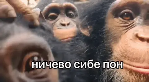 Обезьяны смотрят в камеру с надписью «ничево сибе пон»